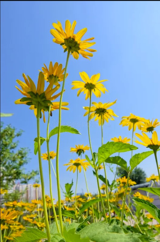 Butter Daisy with small golden yellow sunflower-like blooms